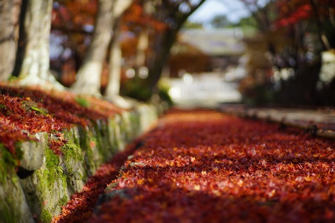 京都赏枫2022,京都赏枫必去景点有哪些好玩的