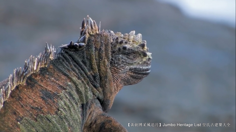 世界上最长寿的象龟多少岁,迄今发现最长寿的龟