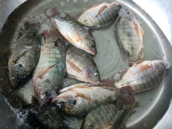 罗非鱼用蚯蚓好钓嘛,罗非鱼用蚯蚓能钓吗