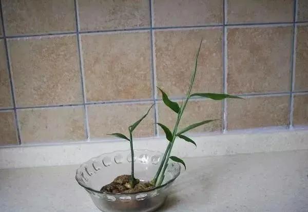 生姜放在瓶子里能长芽出来吗,生姜扔水里长成富贵盆景