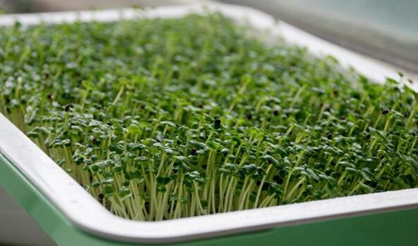 在家怎样种植简单的蔬菜,在家种植各种蔬菜方法