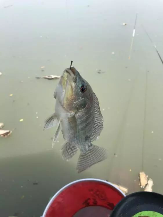 友人相约-本汀七迦爽爆竿