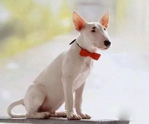 45种名犬大全,72种名犬图片附介绍