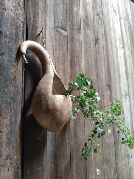 2月份去恭城看柿子,什么时候去恭城看柿子最好