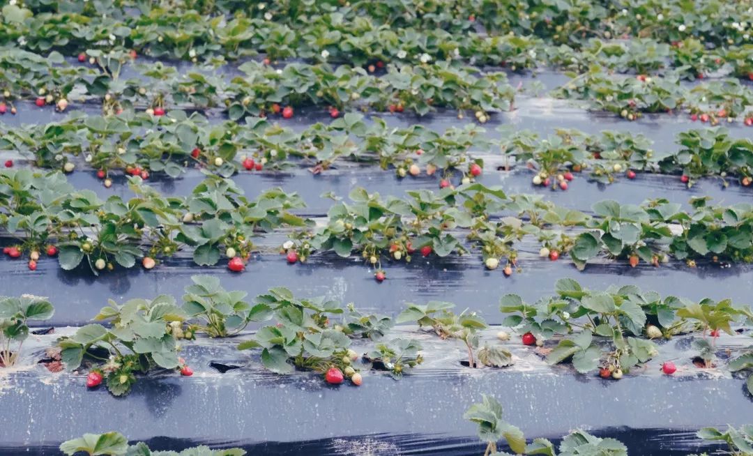 福永地方,这里是深圳宝安