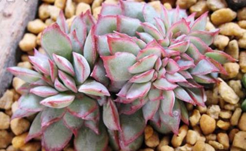 养花黑腐怎么处理,多肉黑菌病怎么治疗