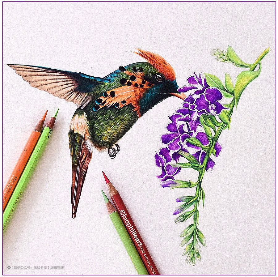 圆形牛皮纸彩铅画花鸟,彩铅画绿藤花鸟图片大全