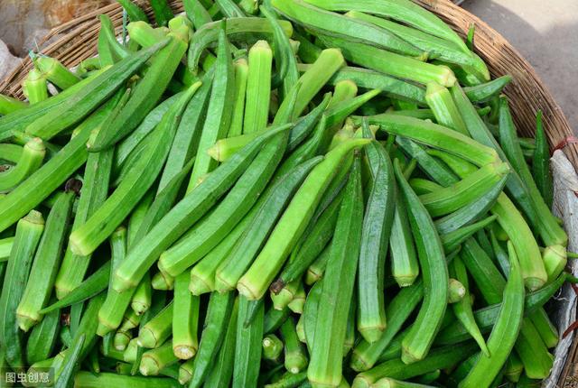 黄秋葵育苗移栽,大棚秋葵新品种