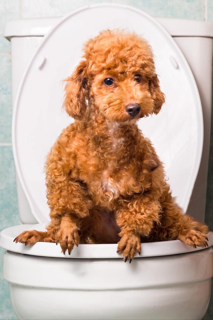 狗狗换狗粮需要注意什么,狗狗换粮需要注意什么