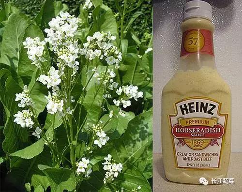 800一斤的菜,800元一斤的东西是什么