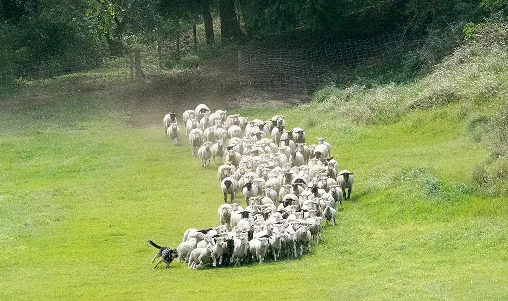日本顶级农业农场,日本田园农场排行榜