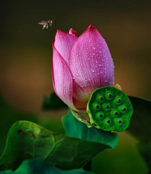 荷花古诗词鉴赏,映日荷花别样红中荷花的特点是