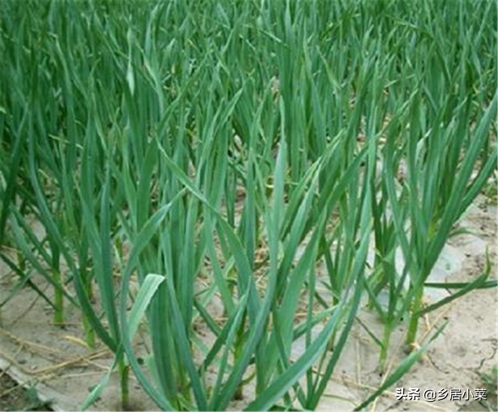 夏季种菜总是刮大风怎么办,刮台风对菜地有什么影响