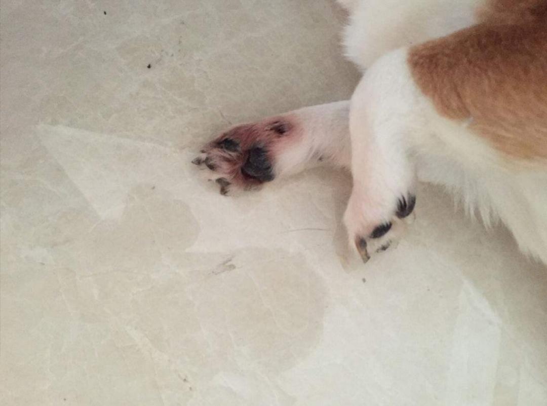 趾间炎狗狗的治疗方法,趾间炎是狗的脚气吗