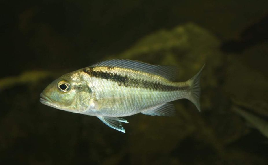 自己做大型水陆缸,在家自己打造一个沙漠缸