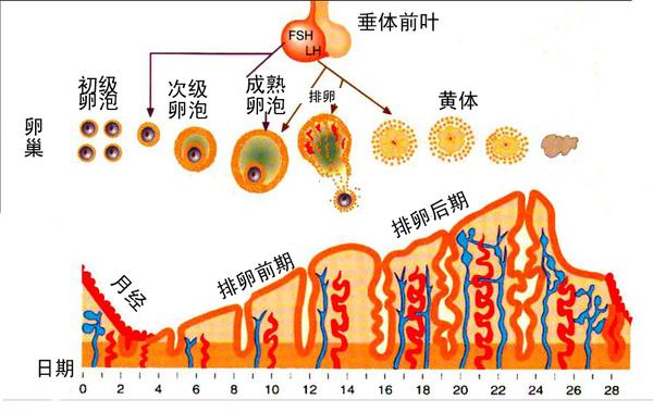 子宫内膜的所有的厚度都一样吗,子宫内膜厚度周期都不一样的吗