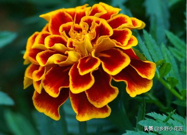 孔雀草和波斯菊的区别,孔雀草和万寿菊区别