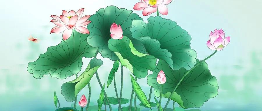 厦门看荷花哪里好,厦门荷花观赏地