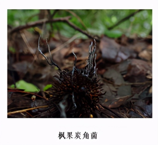 踏青摘野菜去处,野蘑菇旅游攻略