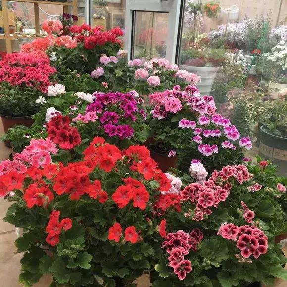 扦插的天竺葵黑腐了是什么原因,长寿花黑腐土壤怎么处理