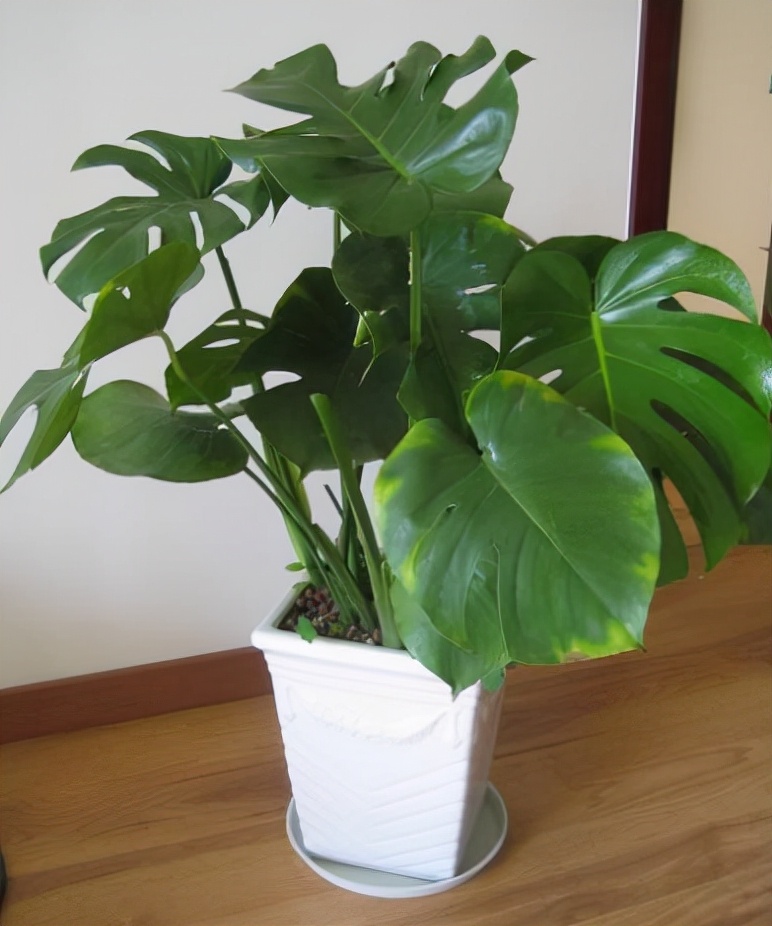 房屋装修买什么盆栽好养,新房装修养什么植物