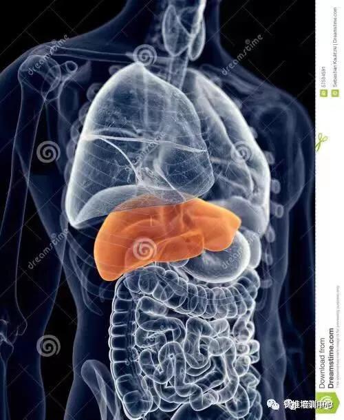 肝血和气不足拍打哪里,如果肝不好要调理哪个器官