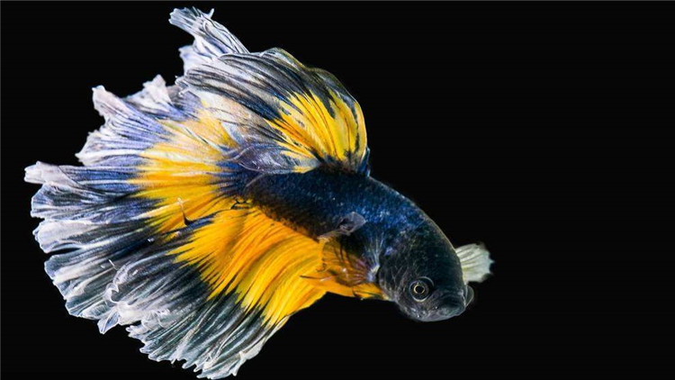 斗鱼生病要怎么治疗尾巴缺损,斗鱼越养越没活力了