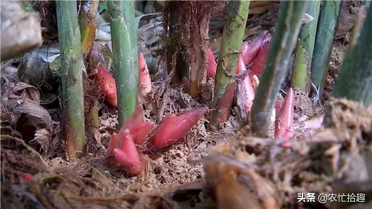 号称种下不用打理，国内热销还出口，农民却很少种，是炒作？