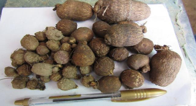 山药种苗繁殖技术,山药育苗留种技术