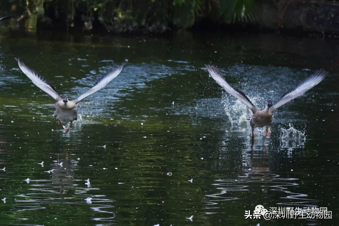 怎么飞才能飞得高,怎么飞才是最快的