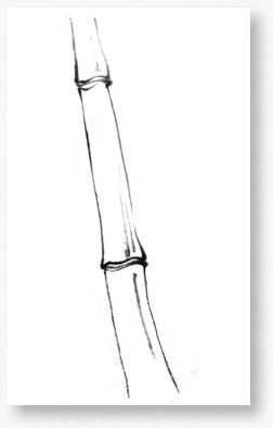 国画基础教程竹子的画法,竹子国画画法教程