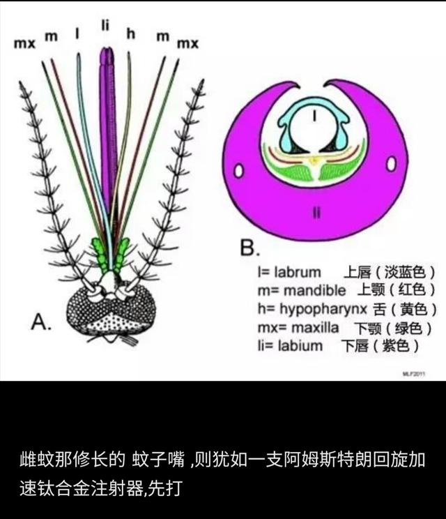 显微镜下的蚊子嘴巴,显微镜下的蚊子吸血全过程
