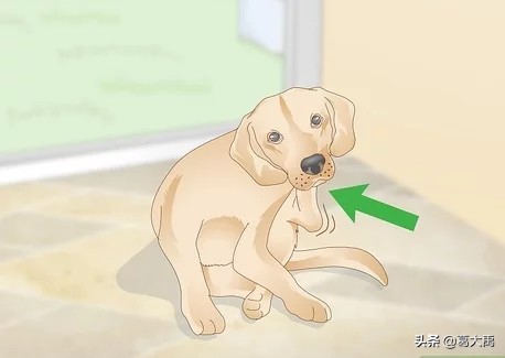 夏季如何辩认跳蚤的咬痕