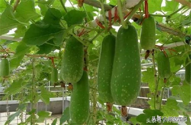 南瓜冬瓜什么时间种植最好,冬瓜的种植技术主蔓何时打顶
