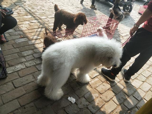 小伙去狗场抓德牧,开封狗市抓狗