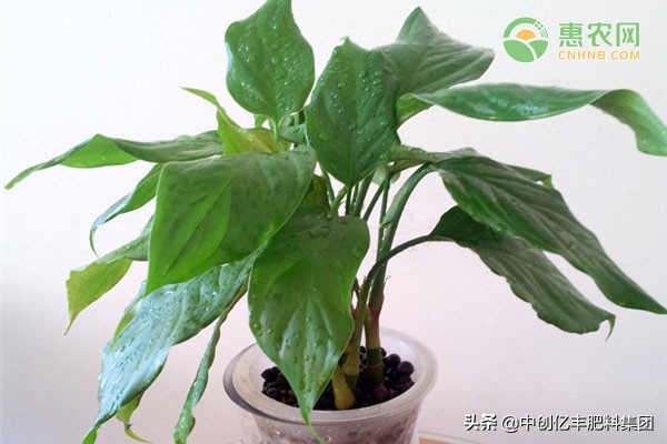 花叶万年青怎么养才茂盛,家里养的万年青开花了有什么征兆