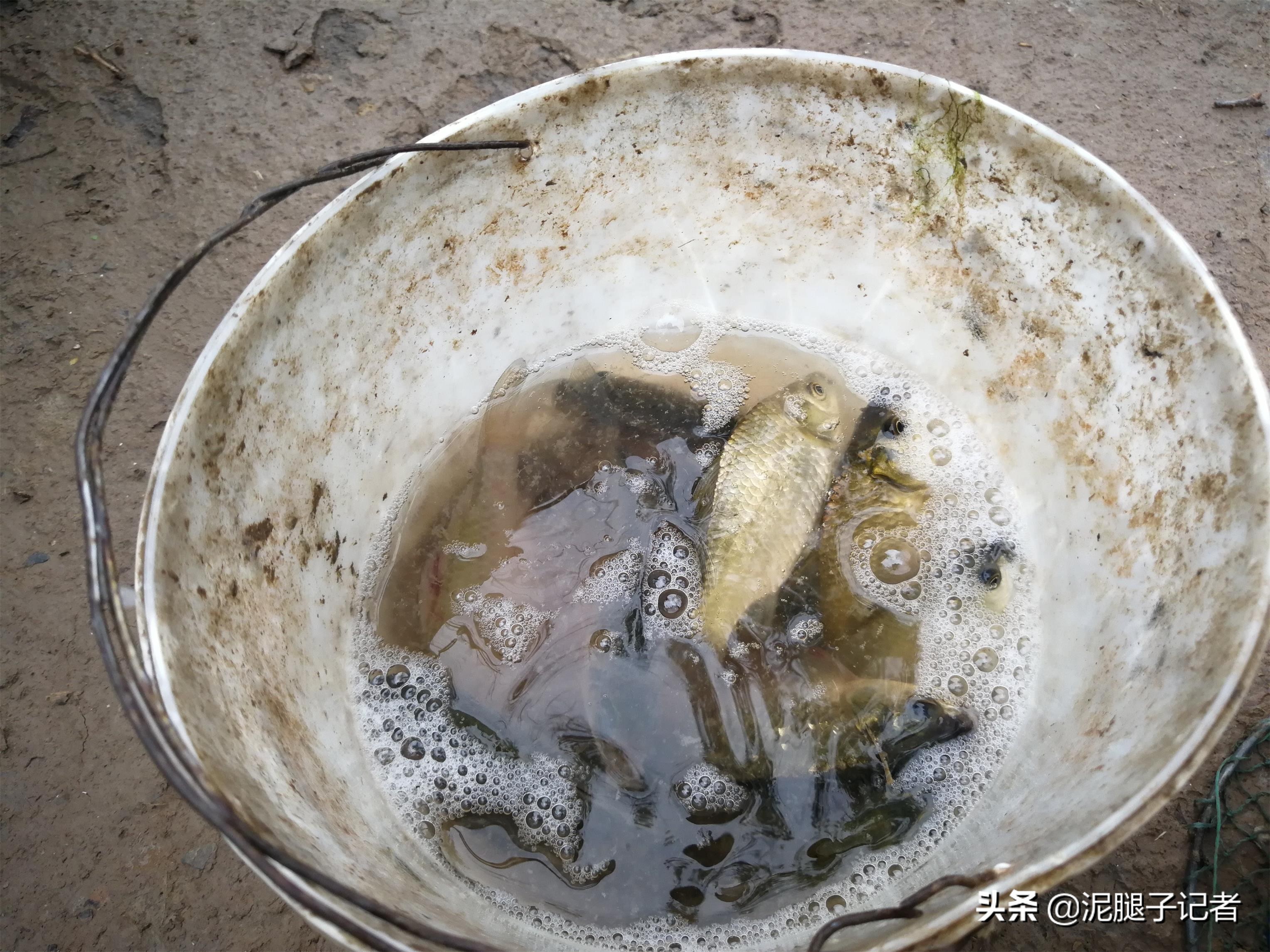 73岁老汉钓鱼30年谈经验：钓获鱼儿先不要吃，静养一周再下锅