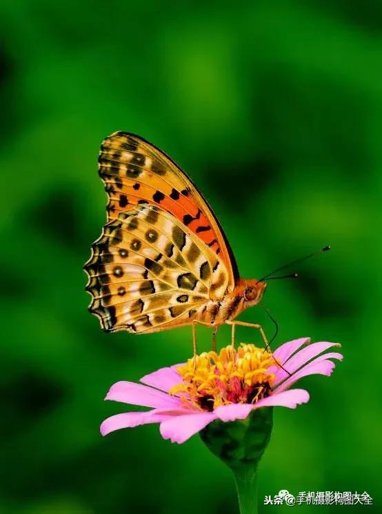 手机拍秋天摄影,记录秋天里的美好手机摄影