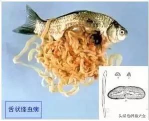 寄生虫多达6000条这种东西别乱吃,寄生虫的典型症状和表现