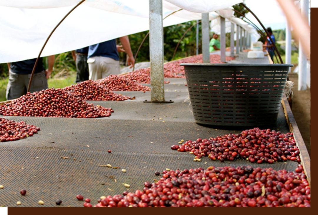 如何点一杯咖啡显得专业,如何点一杯美式咖啡