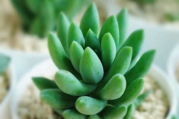 千佛手烂叶子怎么办,千佛手长了白霉怎么办