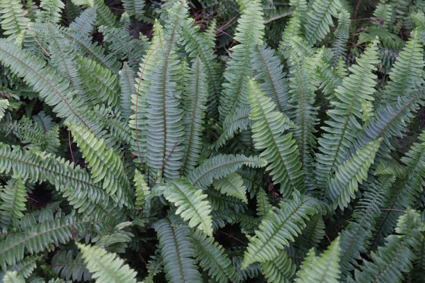 石黄皮肾蕨,野草肾蕨