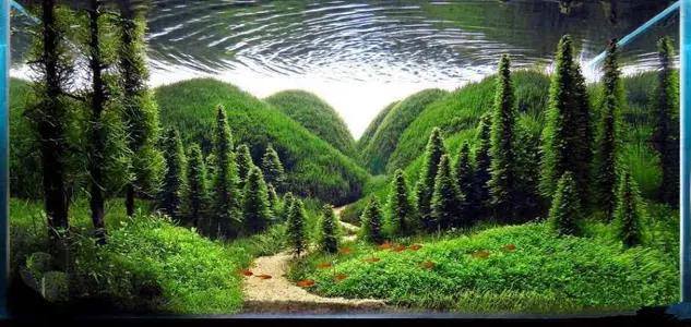 新手草缸入门,萌新水草缸