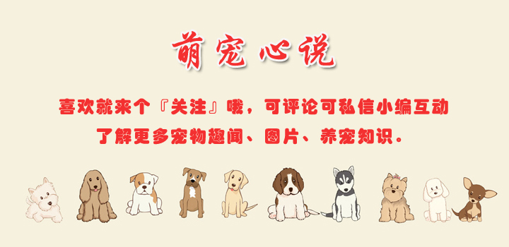 猫到底是不是用液体做的,猫咪到底是固体还是液体呢