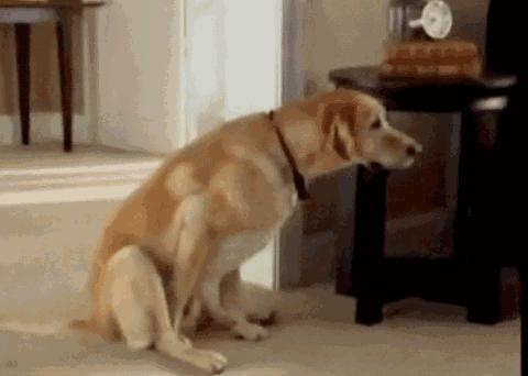 如何给狗狗挤肛门腺?这5个教程简单易学,挤出狗狗的健康