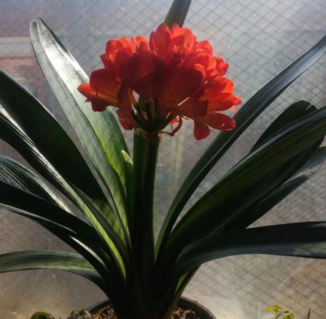 君子兰总是不开花用了这几招,君子兰不开花正确方法