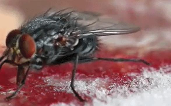 苍蝇的幼虫是怎么生长出来的,苍蝇幼虫如何长大
