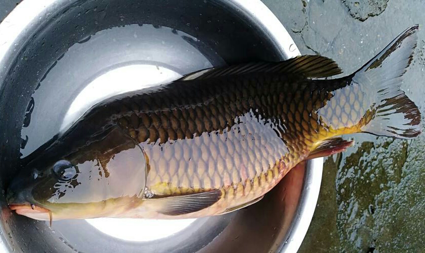 钓鱼线组搭配与鱼钩的大小,鱼塘钓鱼线组的最佳搭配