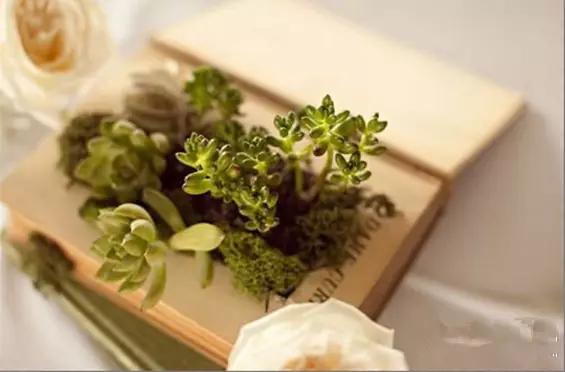 家里花瓶插花放点什么,创意养花花瓶