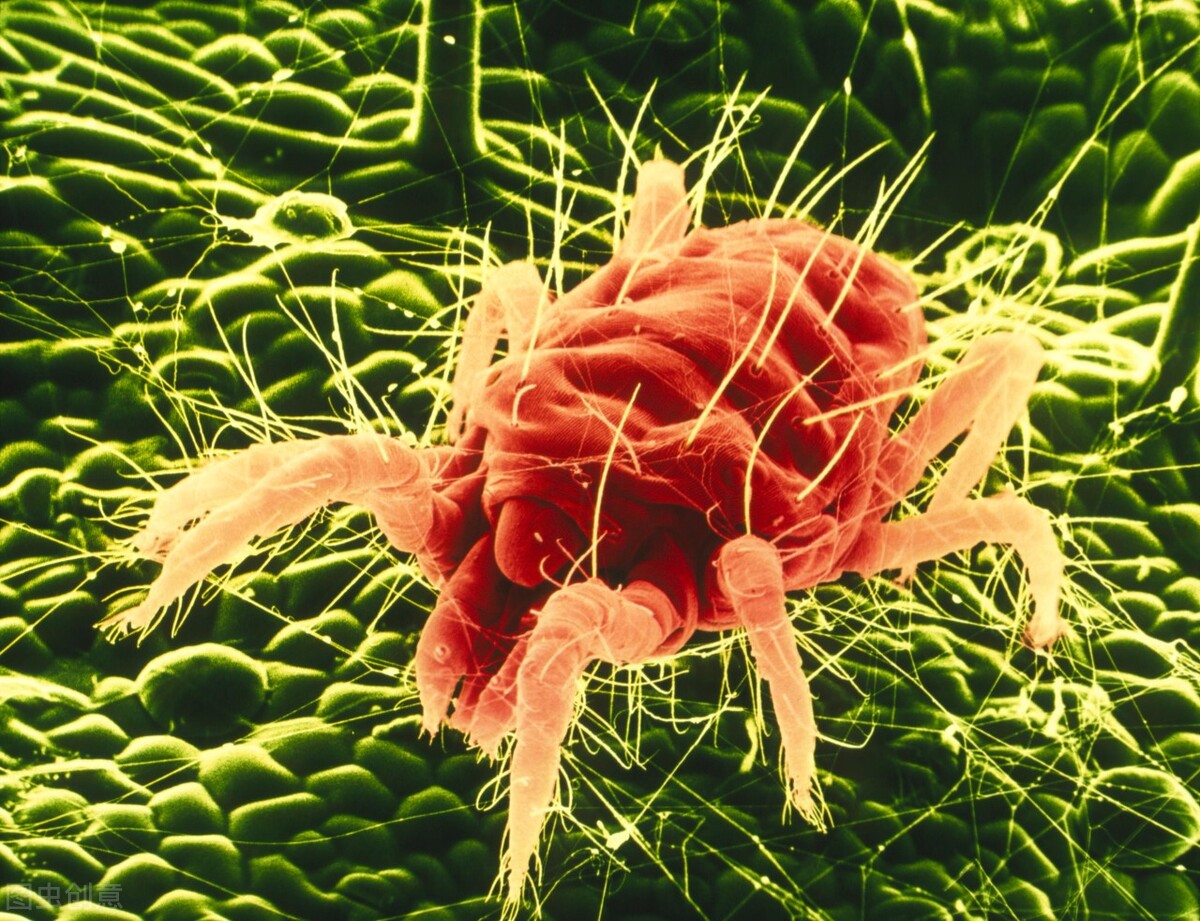 纯天然无毒蔬菜杀虫剂,杀虫剂最好的制作方法